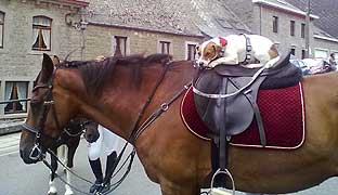 Cavalier inhabituel
